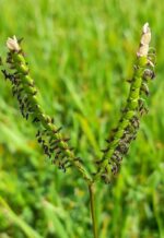 علف کش  بیس پیری باک سدیم Bispyribac-Sodium 40% SC - تصویر 3