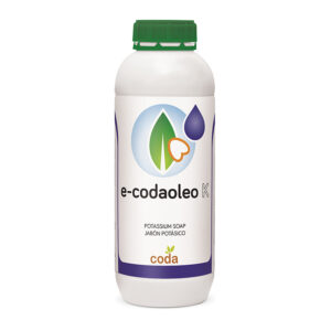 کود کودا اولئو کی (Coda-e oleo-K)