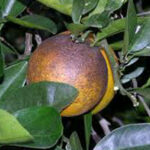 حشره کش 1.8% آبـامـکـتـیـن (Abamectin Ec)