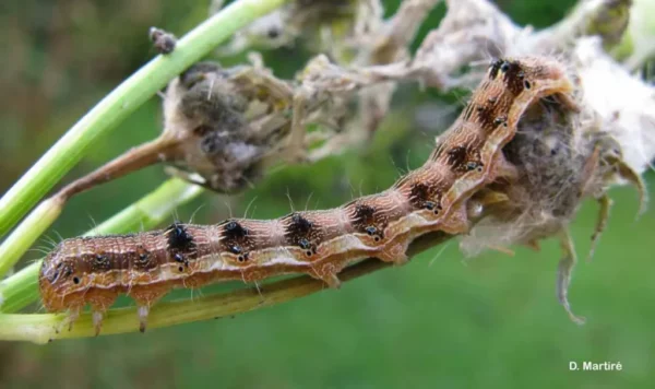 حشره کش اسپیرودکس (اسپینوساد) SC24% - تصویر 2