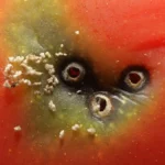 حشره کش اویتکس (تیوسیکلام هیدروژن اکسالات) SP50% - تصویر 8