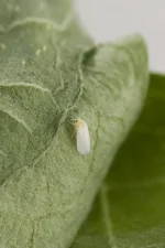 حشره کش دی کلوروسEC50% - تصویر 9