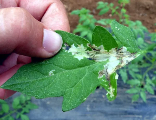 حشره کش سیتی پیر(کلران ترانیلی پرول)WG35% - تصویر 6
