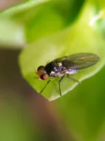 حشره کش اویتکس (تیوسیکلام هیدروژن اکسالات) SP50% - تصویر 7