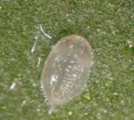 حشره کش لامتا (تیامتوکسام+  لامبدا سای هالوتارین)WG20% - تصویر 7