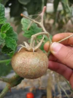 کنه کش اتارایز (اتوکسازول) SC10% - تصویر 3