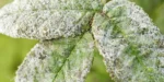 قارچ کش نیکورز (مرزوکسیم متیل)WG50% - تصویر 5
