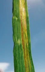 قارچ کش کامیدا(ایپرودیون + کاربندازیم)WP52.5% - تصویر 2