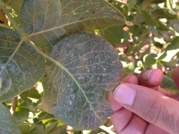 حشره کش دیدبن(کلوتیانیدین) SC20% - تصویر 6