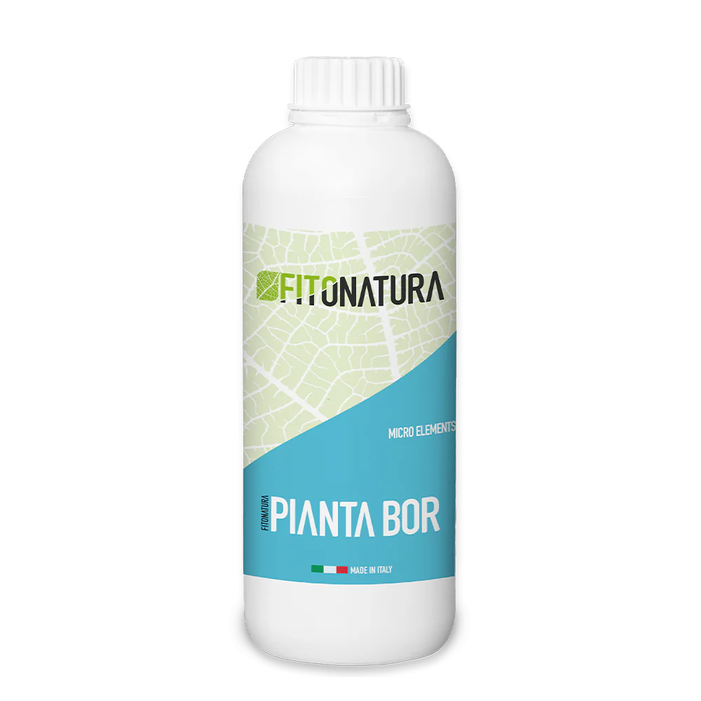 پیانتا بور (Pianta-Bor)