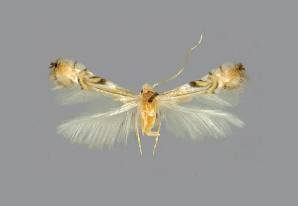 حشره کش هگزافلومورون Hexaflumuron 10%EC - تصویر 3