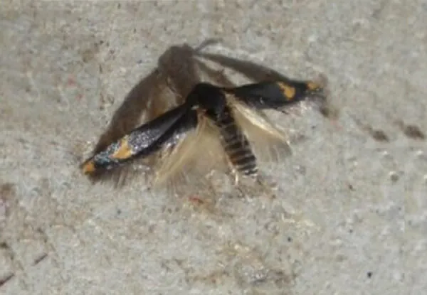 حشره کش هگزافلومورون Hexaflumuron 10%EC - تصویر 2